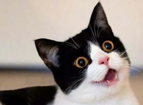 养“奶牛猫”的六大好处，网友：养了不后悔系列