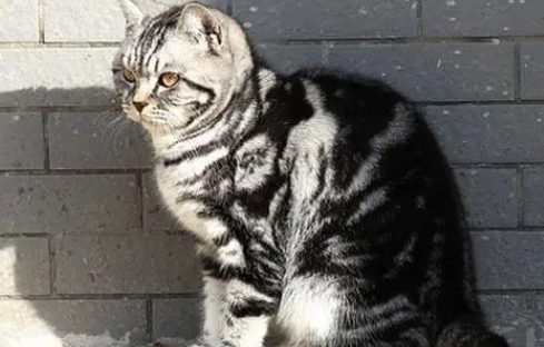 虎斑猫能听懂人话吗 虎斑猫能听懂人话吗