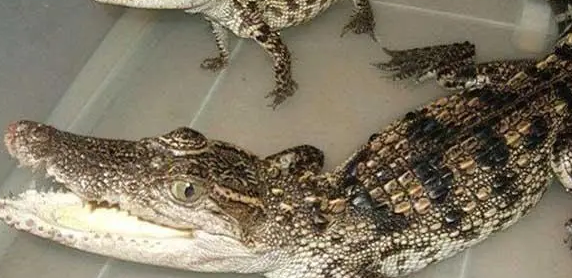 宠物鳄鱼吃什么？鳄鱼需要在水面上进食