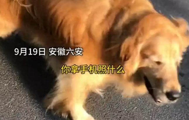 夫妻带狗外出未拴绳遭指责，还扬言混得比他好才能管他