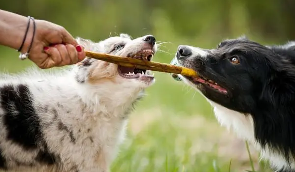 触目惊心！2岁女童小区内遭烈犬撕咬，狗和主人必须绳之以法！