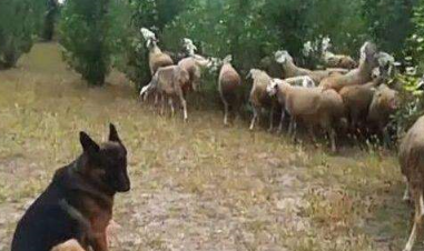 牧羊犬利用职务之便“泡羊妞”,主人气晕:没想到你是这样的狗 牧羊犬利用职务之便“泡羊妞”,主人气晕:没想到你是这样的狗