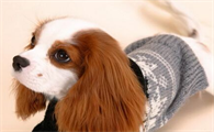 骑士查理王小猎犬的喂食要点 要有适量的肉类