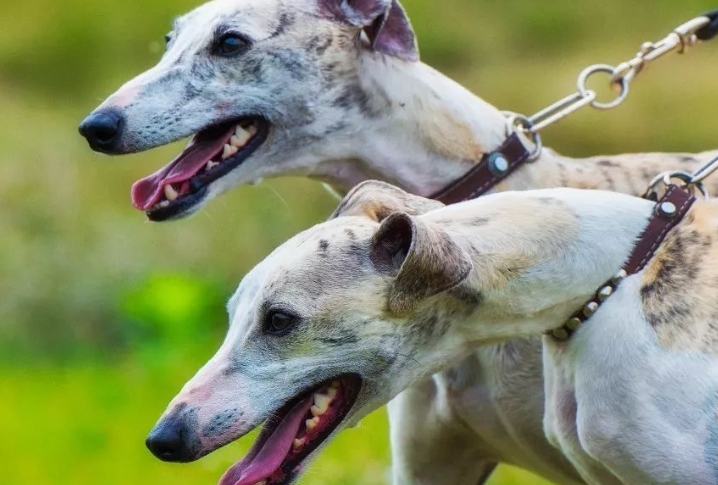 惠比特犬打架厉害吗