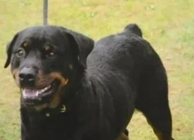 你家爱犬是否被禁止在重点管理区养？解密禁养名单和替代品！