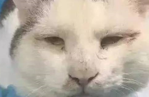 网友半夜听到窗外猫叫，推开一看，捡到宝了！