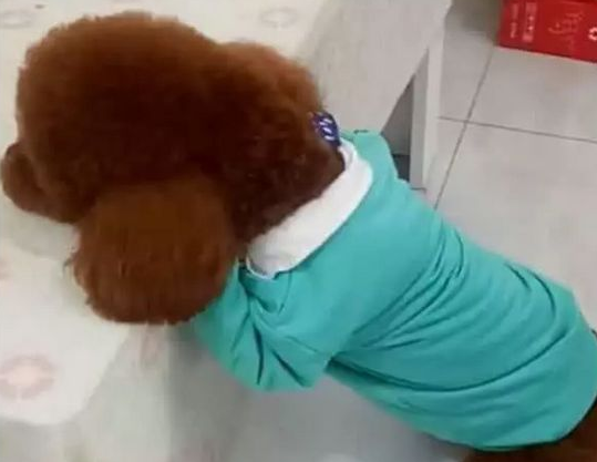 小主人在看动画片,去了躺厕所,回来见泰迪竟做了这样的事 小主人在看动画片,去了躺厕所,回来见泰迪竟做了这样的事