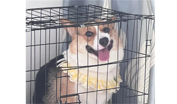如何判断柯基犬纯不纯 如何判断柯基犬纯不纯