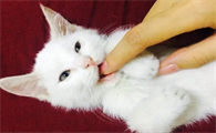 为啥猫会咬到手