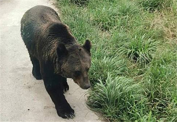 上海动物园黑熊咬死饲养员 上海动物园黑熊咬死饲养员