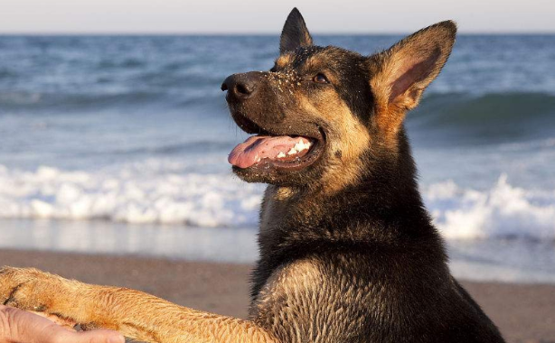 扩散！这33种犬种昆明禁养！！