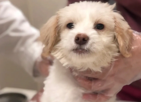 犬瘟热临死前的举动