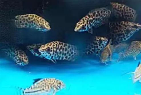 梅花攀鲈混养怎么养