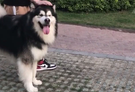 当哈士奇遇到阿拉斯加,二哈终于威风一次,龇牙努嘴一点都不怂 当哈士奇遇到阿拉斯加,二哈终于威风一次,龇牙努嘴一点都不怂