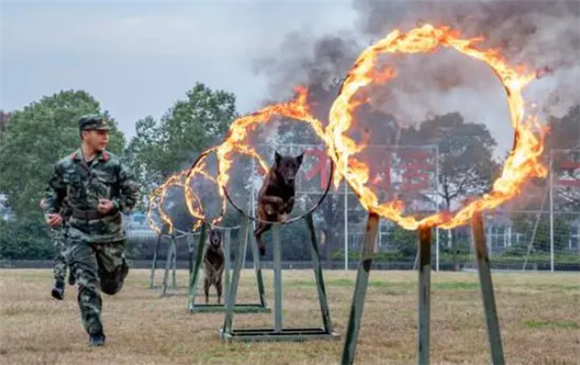 威猛帅气！军犬的训练日常就是这么酷