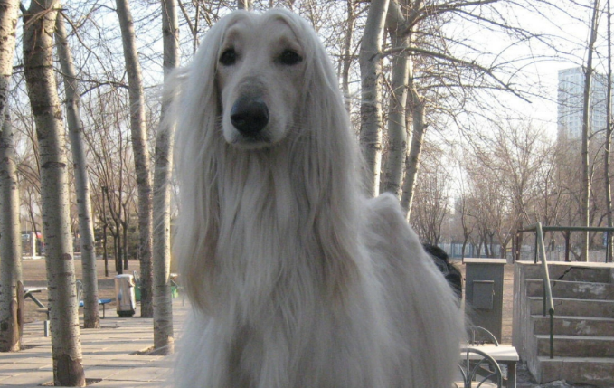 阿富汗犬幼犬价格一只多少钱