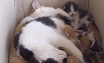 奶牛猫生下小猫后让妈妈养,妈妈同时养9只小猫,它却还要去抢奶 奶牛猫生下小猫后让妈妈养,妈妈同时养9只小猫,它却还要去抢奶