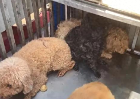 3只宠物犬被无害化处理？主人发声，宠物已得到悉心照护