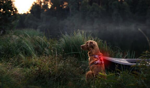 宠物用品品牌EzyDog：它们不只是宠物，更是带来爱和欢乐的家人