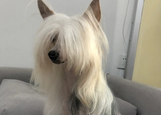冠毛犬掉毛吗 每天给狗狗梳毛
