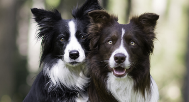 会算术的神奇牧羊犬！
