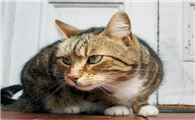 狸花猫的花纹分类有哪些