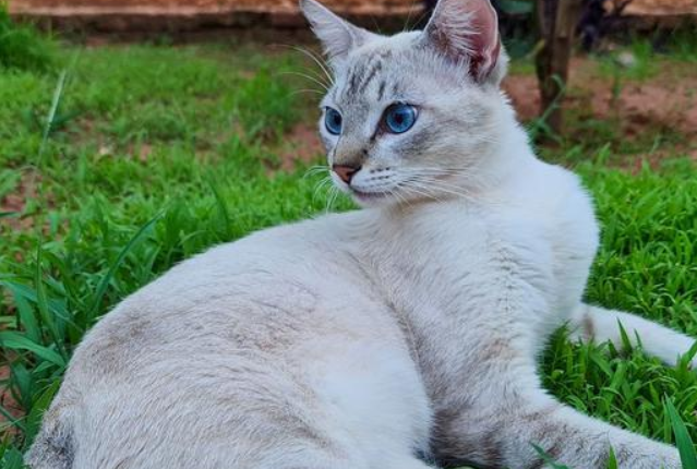 波米拉猫乳腺炎怎么治疗 乳腺炎治疗控制办法