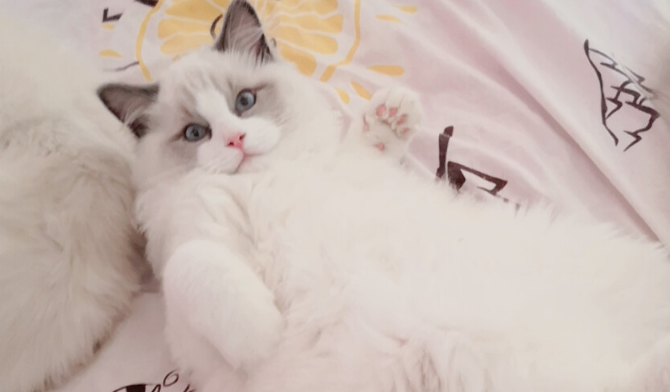 布偶猫多大能听懂人话 布偶猫多大能听懂人话
