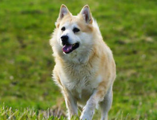 挪威布哈德犬怎么养？食物要合理搭配