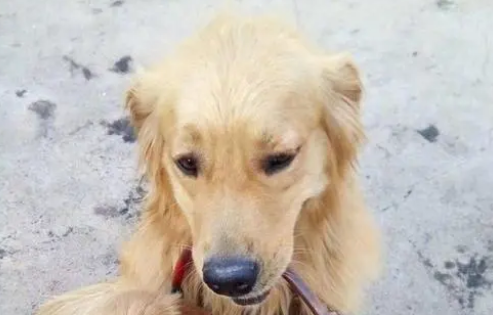 金毛开始懂事的表现