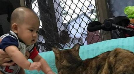 奶奶整天抱着新出生的小主人,猫咪吃醋争宠:这是我的位置 奶奶整天抱着新出生的小主人,猫咪吃醋争宠:这是我的位置