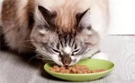 猫为什么吃得变少了