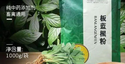 板蓝根最多连续喝几天 板蓝根最多连续喝几天