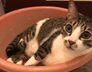 猫咪主动躺进洗手台,超级享受泡泡浴,感觉喵生已经到达了巅峰 猫咪主动躺进洗手台,超级享受泡泡浴,感觉喵生已经到达了巅峰