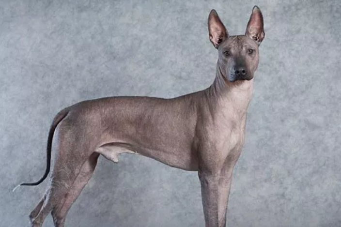 墨西哥无毛犬好养吗 食物最好多元化搭配