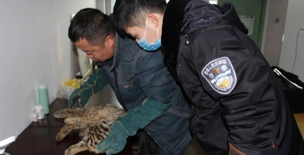 多亏被森警救了：它是一只很“豹”的猫 