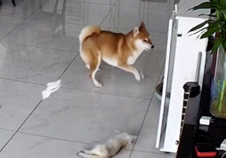 柴犬趁猫咪不备偷袭它，导致应激反应颅骨骨折