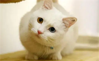 猫得厌氧菌的原因