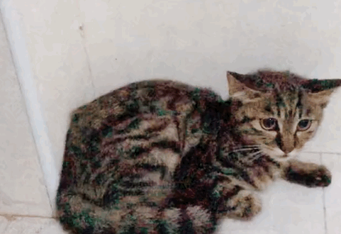 流浪猫妈套路真深，3个月前送来一只小猫，3个月后又送来一只