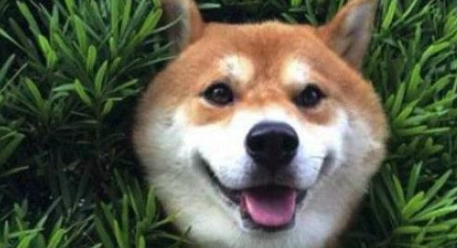 美女在院子里晨练，小柴犬在偷窥 