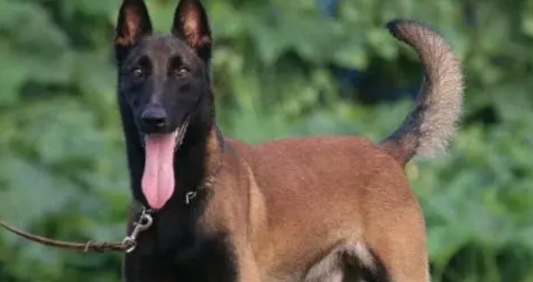 正规100斤的马犬出售