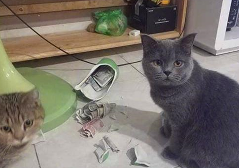 猫咪打碎花瓶，女主发现地上都是纸币，男主：完了，私房钱没了 