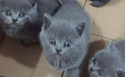 蓝肥仔诞下四只小蓝猫，朋友闻讯争着要，看到小猫瞬间明白