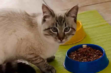 博特菲力猫粮配方 博特菲力猫粮配方