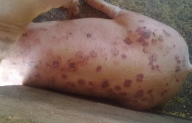 猪丹毒症状及最好的治疗方法 猪丹毒症状及最好的治疗方法