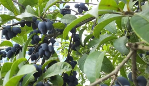 桂花树结果子什么预兆 桂花树结果子什么预兆