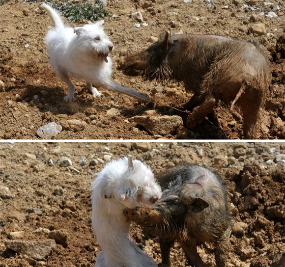 好猎犬何须外国找，在贵州有种“白龙犬”，一条就能干翻一头野猪