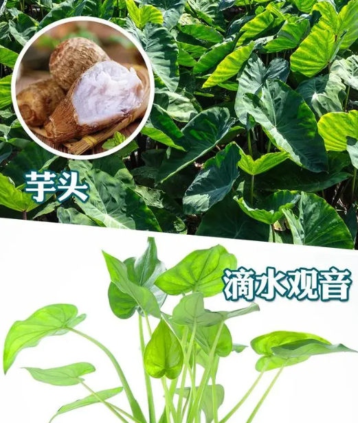 剧毒章鱼差点下锅?这些易混淆食物千万要注意! 剧毒章鱼差点下锅?这些易混淆食物千万要注意!