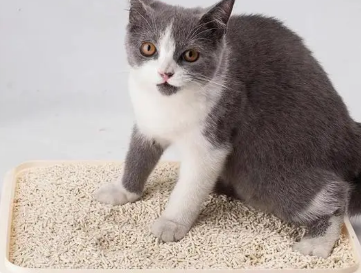 littlepets猫砂盆怎么样