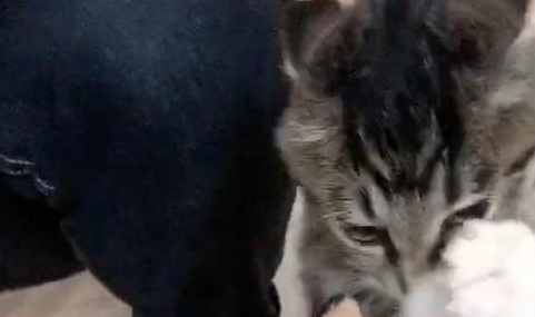 猫咪偷吃肉肉,被主人抓住后颈也不放开爪子:这是本喵的! 猫咪偷吃肉肉,被主人抓住后颈也不放开爪子:这是本喵的!